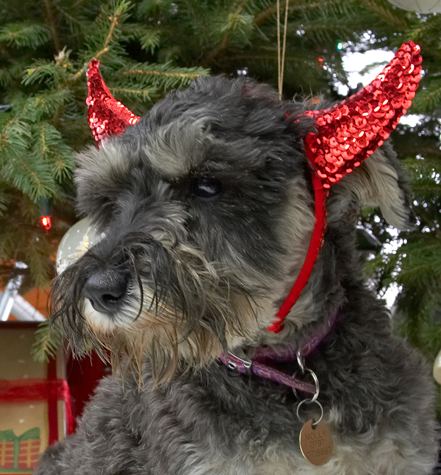 Molly With the Red Devil Ears