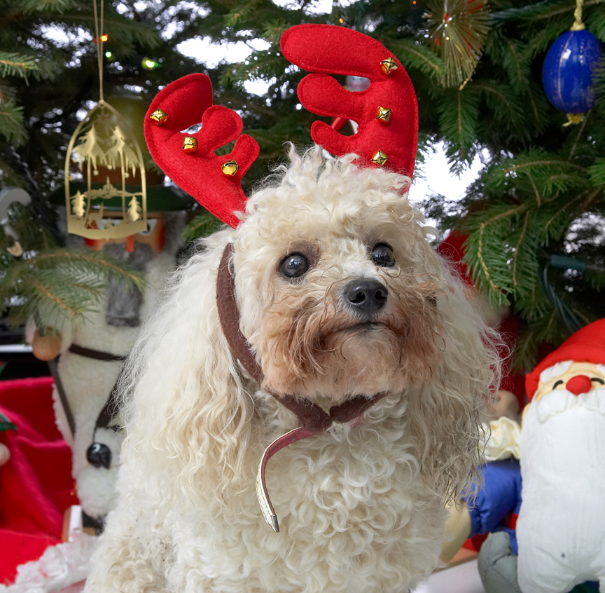 Morgan and the Red Antlers