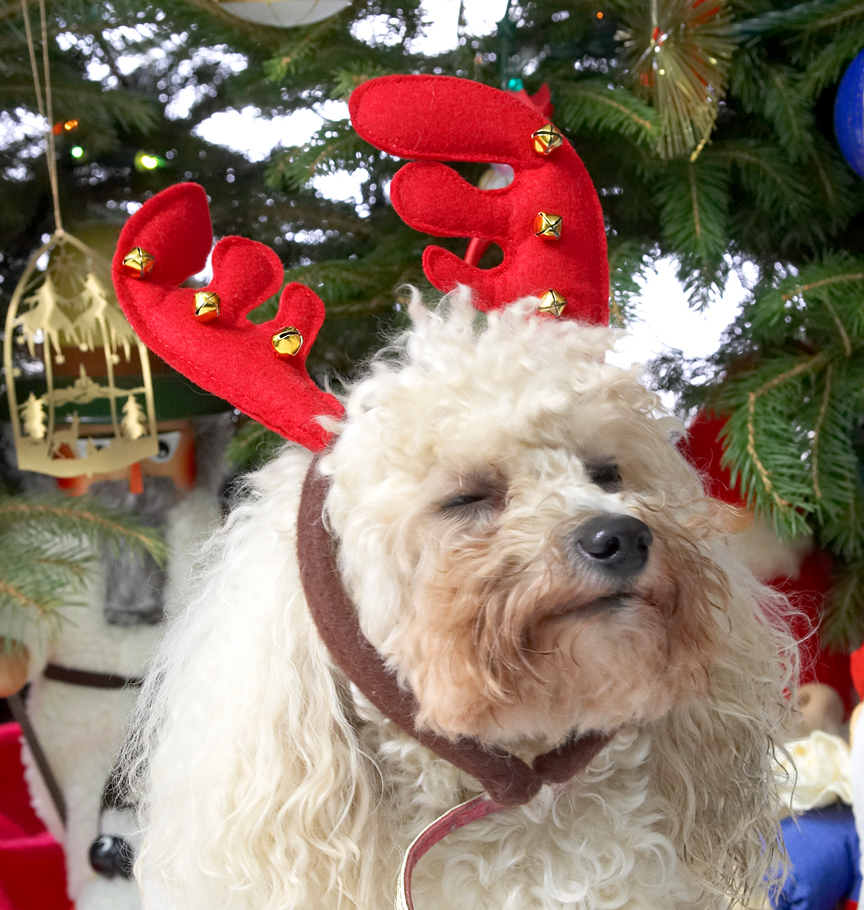 Morgan and the Red Antlers