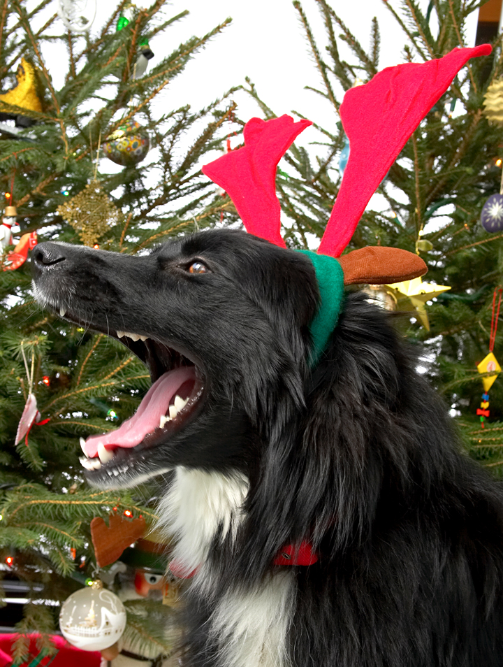 Barney and the Red Antlers