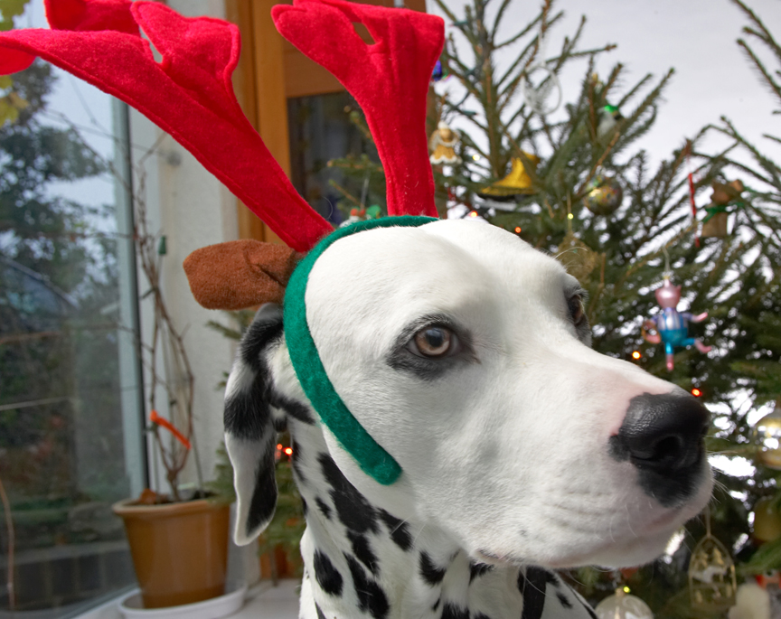Alfie Wearing the Big Red Antlers