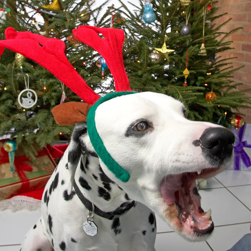 Alfie and the Big Red Antlers