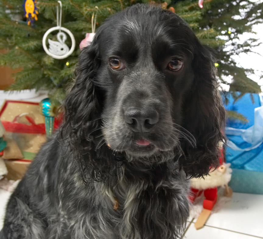 Bracken