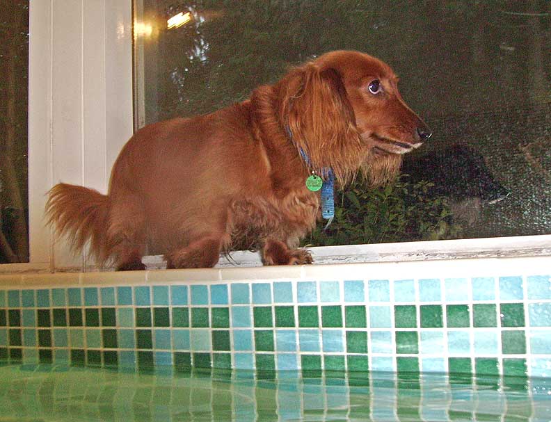 Molly Tormenting Whistler From The Side of the Pool