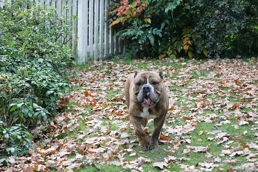 Here Comes Frank