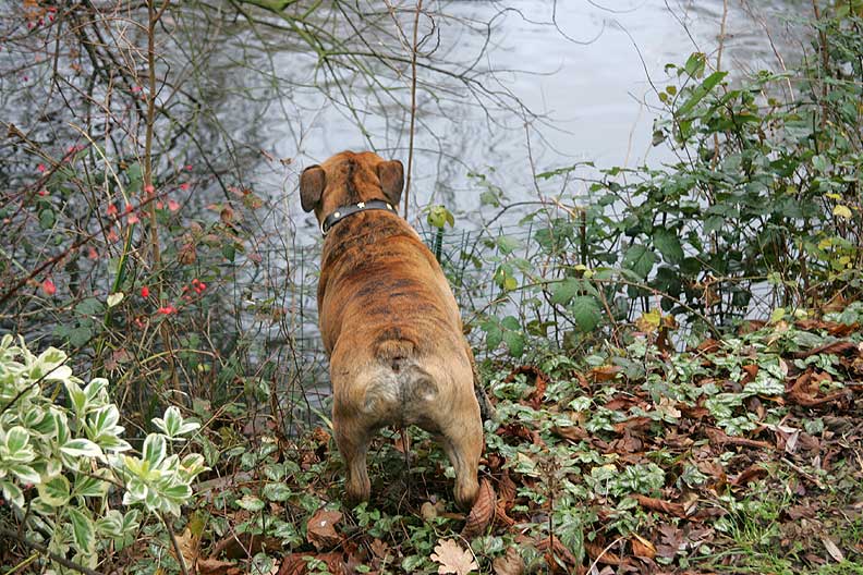 Frank Watching the Ducks