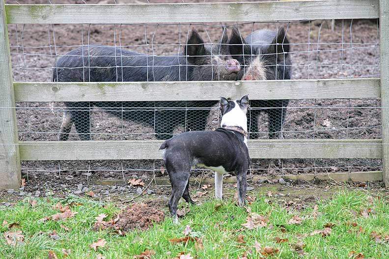 Mugsy saying hello to the Berkshire ladies