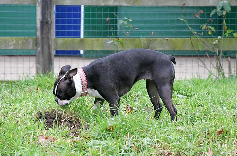 Cavi looking for that elusive mole