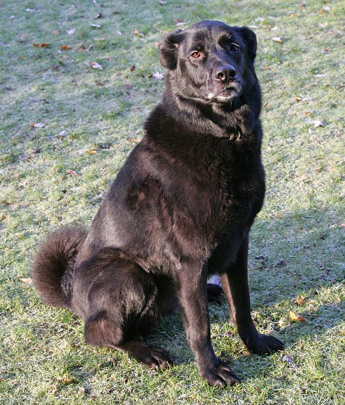 Onyx