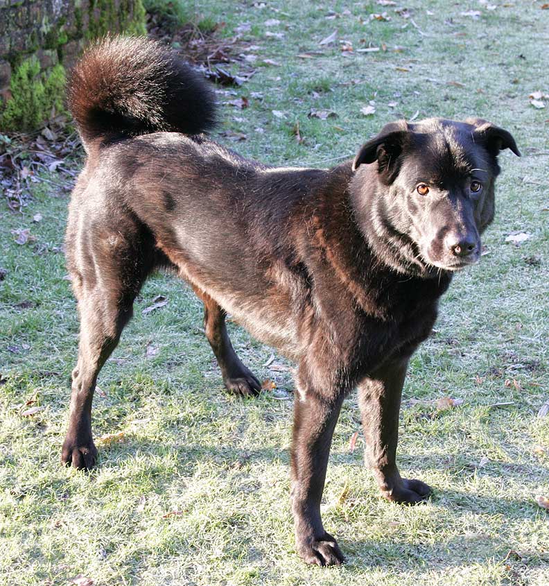 Onyx