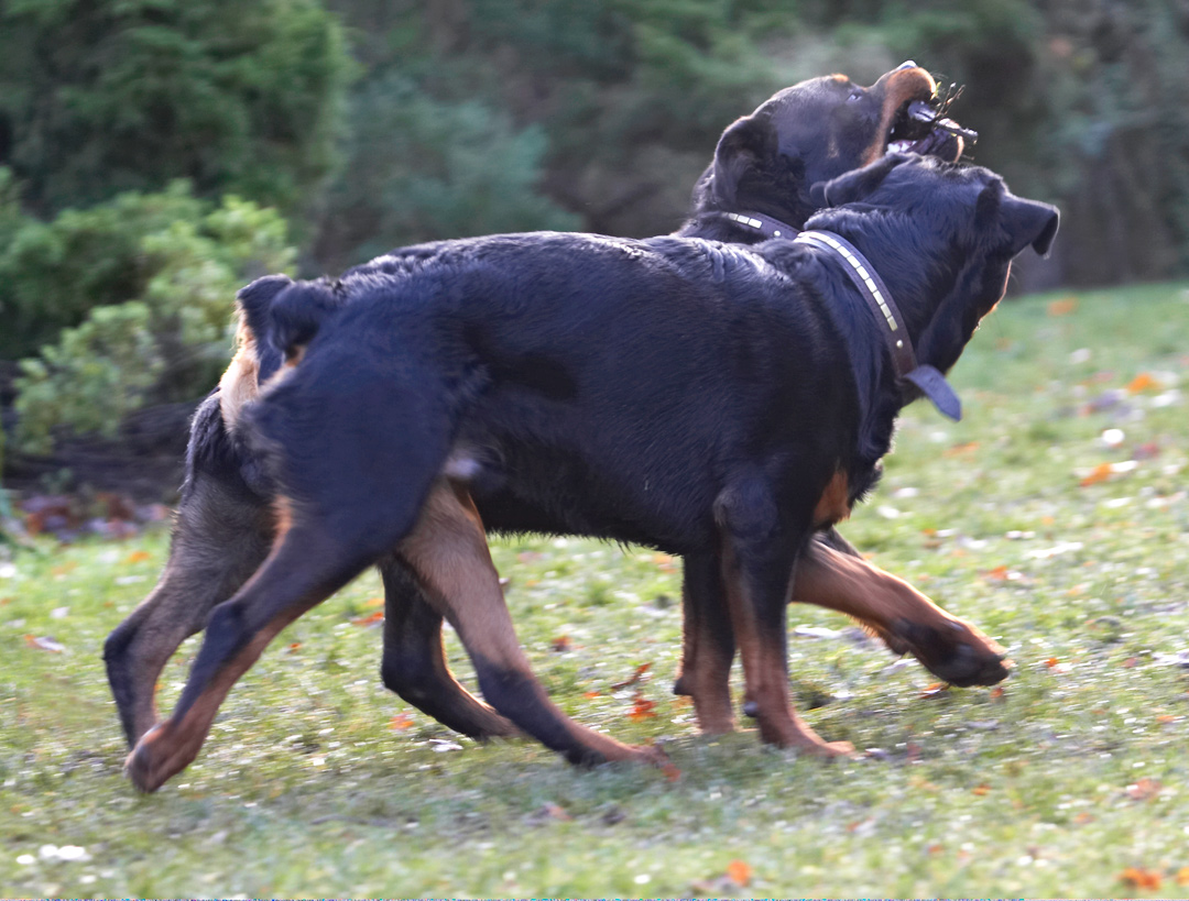 Dog, Dogs, Play, Playing, Playtime, Rottweiler, Rottweilers, Rufus, Run, Running, Smithy, Stick, Tug-o-war