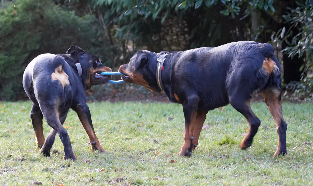 Dog, Dogs, Play, Playing, Playtime, Rottweiler, Rottweilers, Rufus, Run, Running, Smithy, Tog-o-war