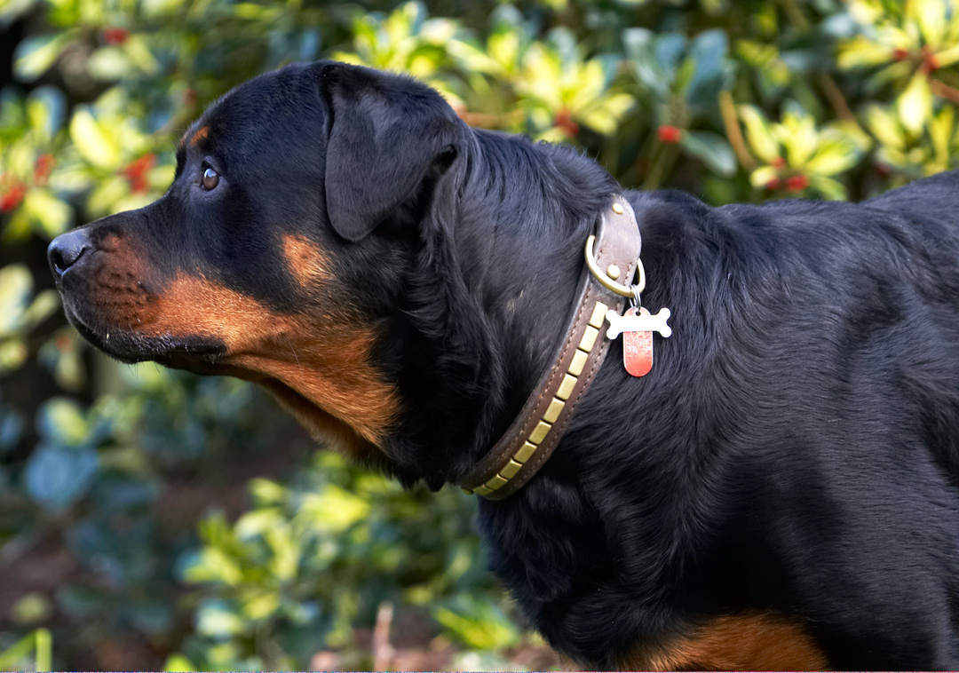 Dog, Dogs, Play, Playing, Playtime, Rottweiler, Rottweilers, Rufus, Run, Running, Smithy