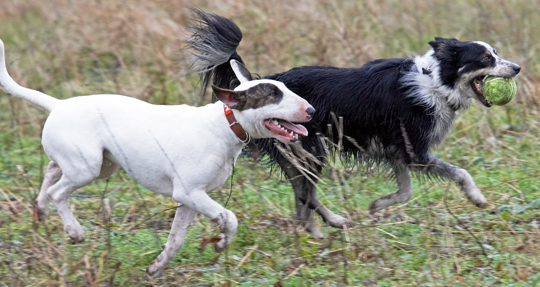 Ball, Border Collie, Chase, Collies, Dog, Dogs, English Bull Terrier, Mana, Play, Running, Stinky, Terriers, Tongue, Woodland