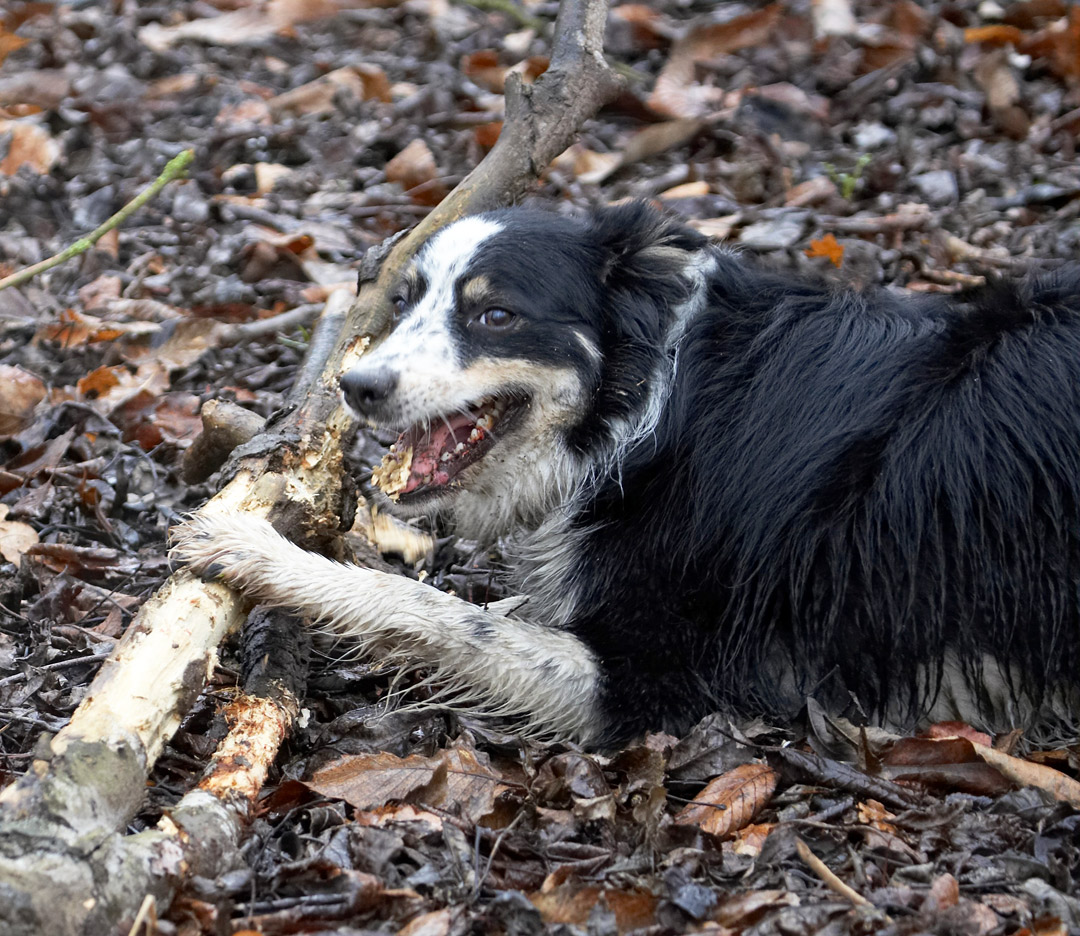 Hey, I just needed a toothpick