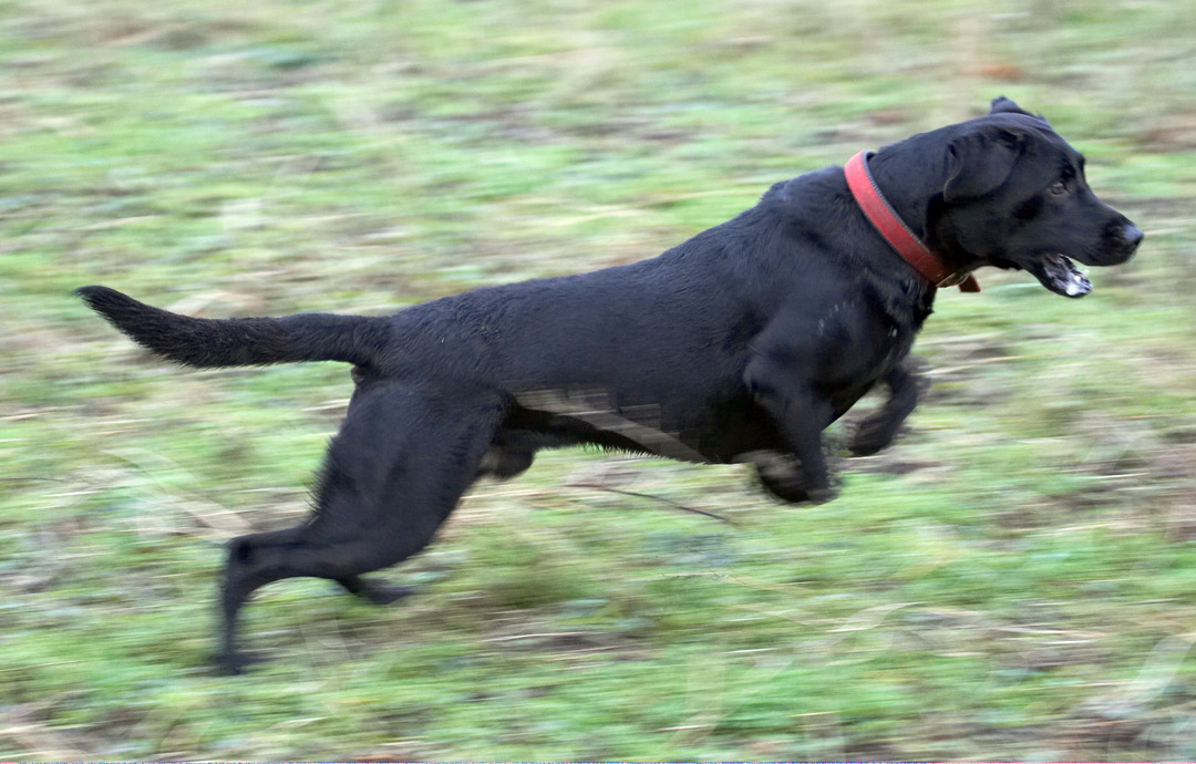 Ball, Dog, Dogs, Harvey, Labrador, Leap, Leaping, Play, Woodland
