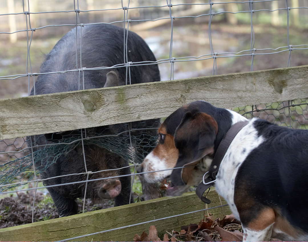 Bassett hound, Berkshire pig, Dog, Dogs, Humphrey, Pigs