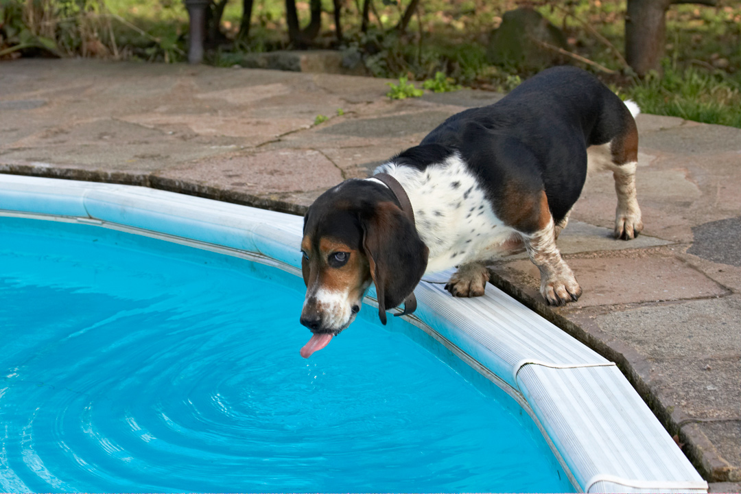Bassett hound, Dog, Dogs, Humphrey, Swimming Pool, Tongue