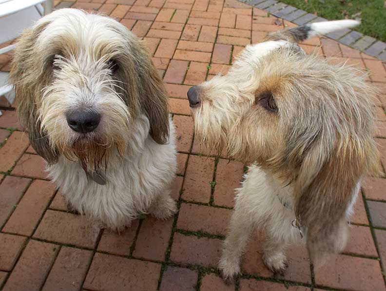 Alfie & Libbie waiting for the next spoonful of peanut butter