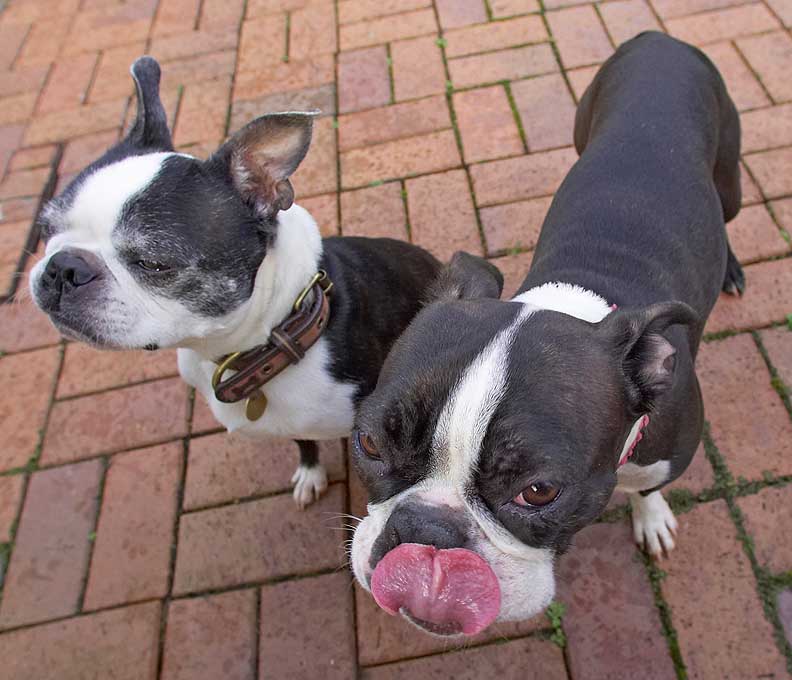 Mugsy & Cavi