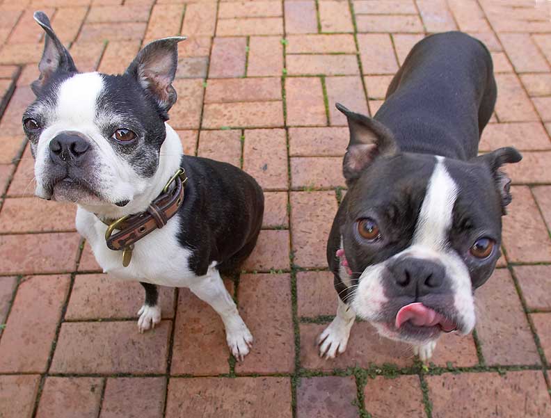 Mugsy & Cavi