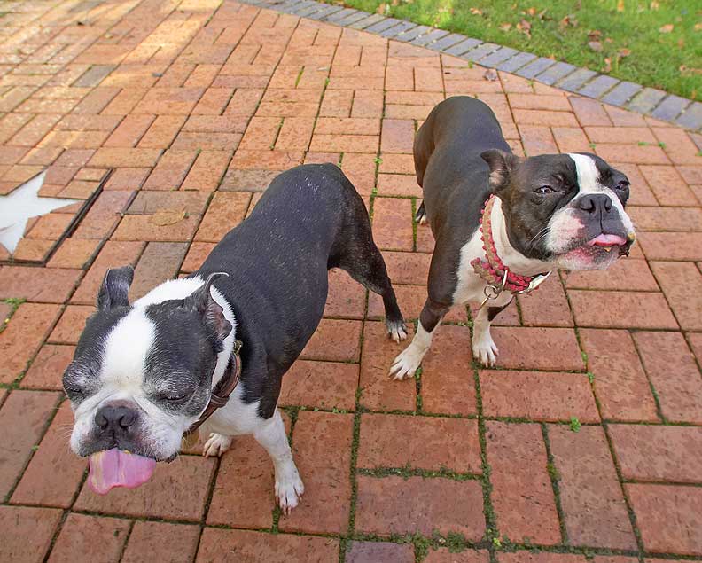 Mugsy & Cavi working on peanut butter
