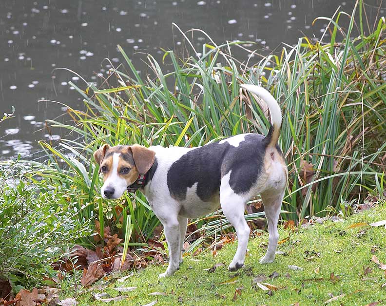 Cleo wondering whether she can go after the ducks