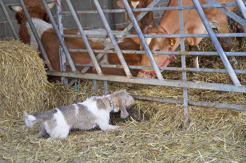 Libbie greeting Carole our Guernsey house cow