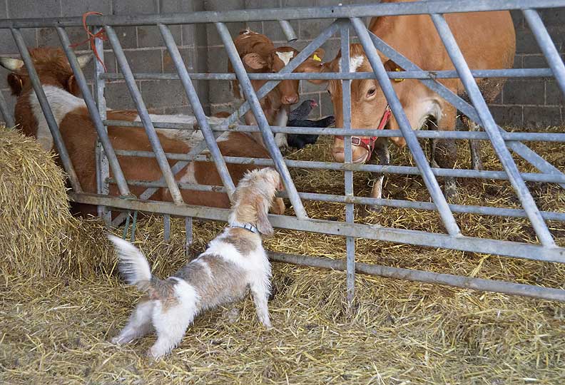 Libbie stretching up to meet Carole