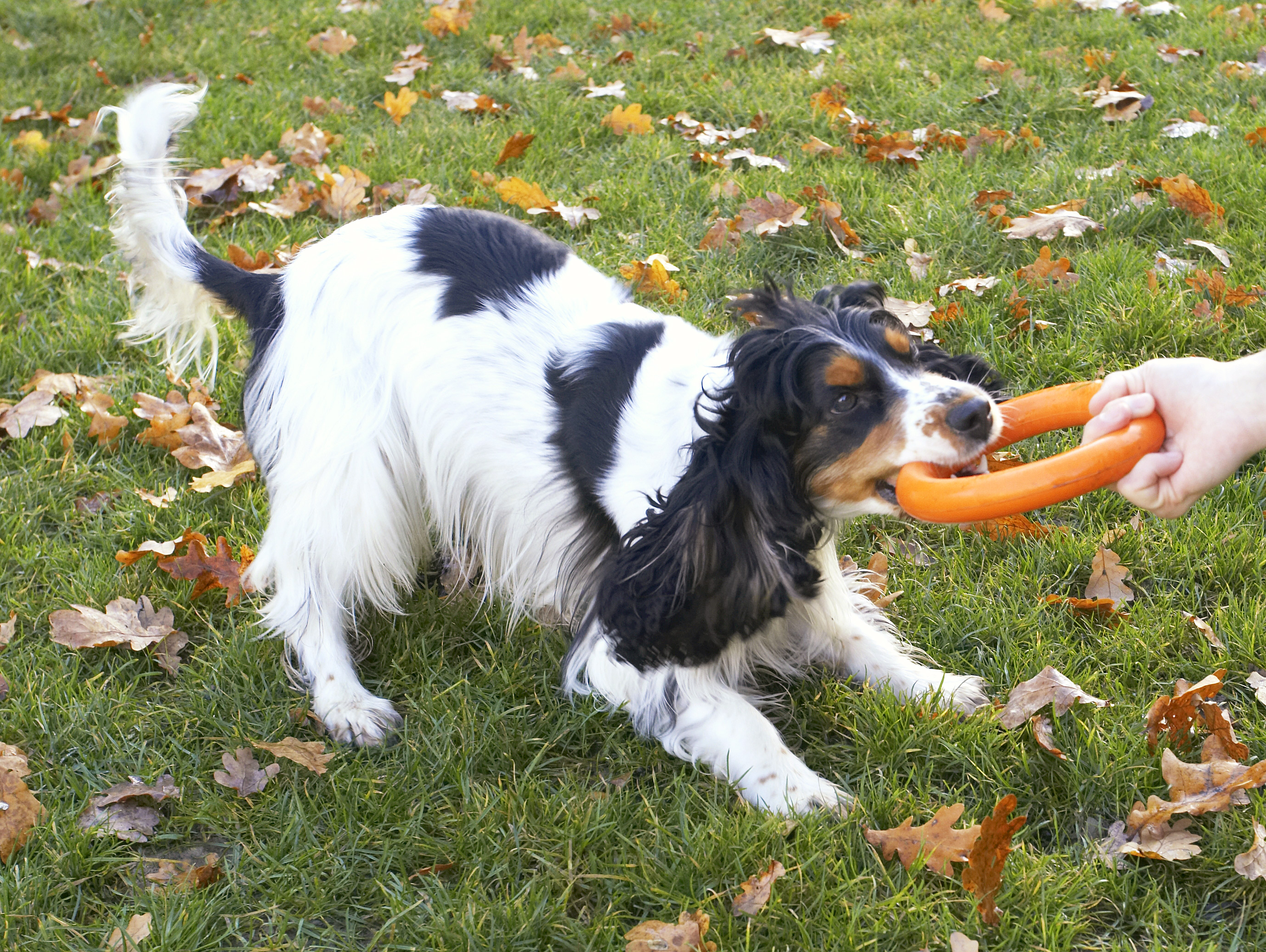 Cocker Spaniel, Dog, Dogs, Play, Playing, Playtime, Spaniels, Tugo-war, Ziggy