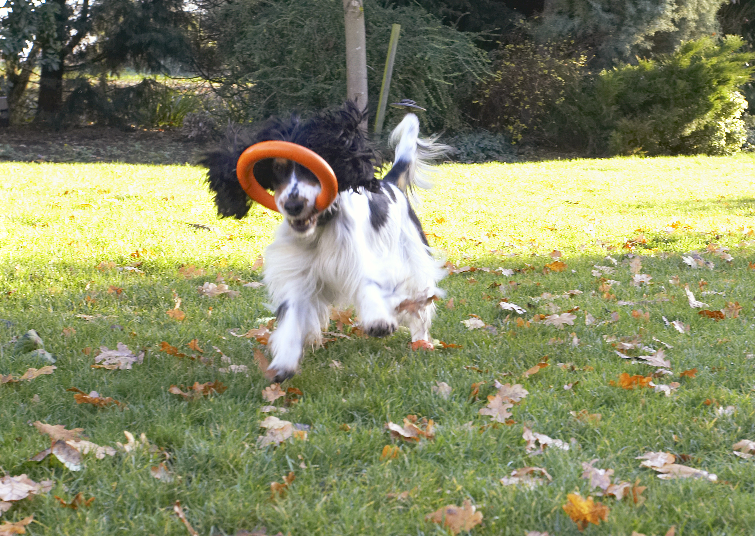 Cocker Spaniel, Dog, Dogs, Play, Playing, Playtime, Run, Running, Spaniels, Ziggy