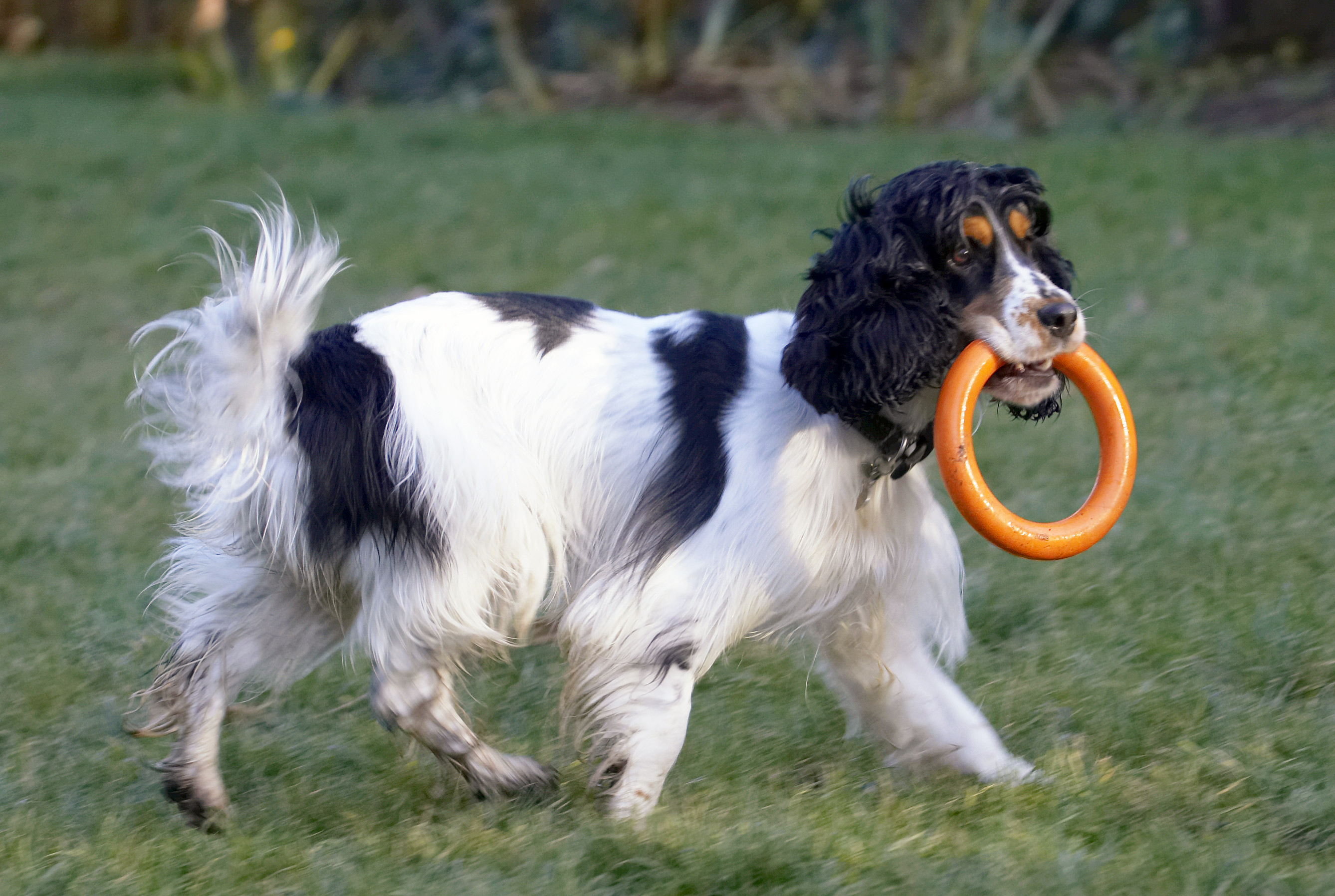 Cocker Spaniel, Dog, Dogs, Play, Playing, Playtime, Spaniels, Ziggy