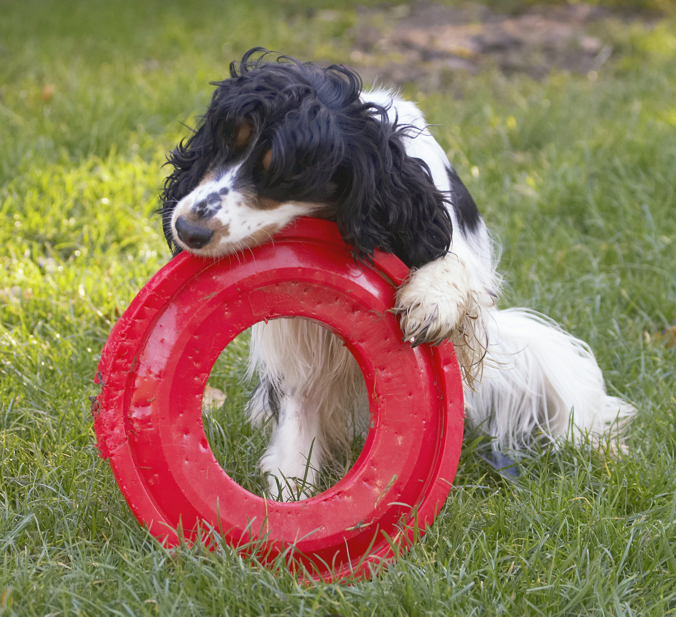 Cocker Spaniel, Dog, Dogs, Frisbee, Play, Playing, Playtime, Spaniels, Ziggy