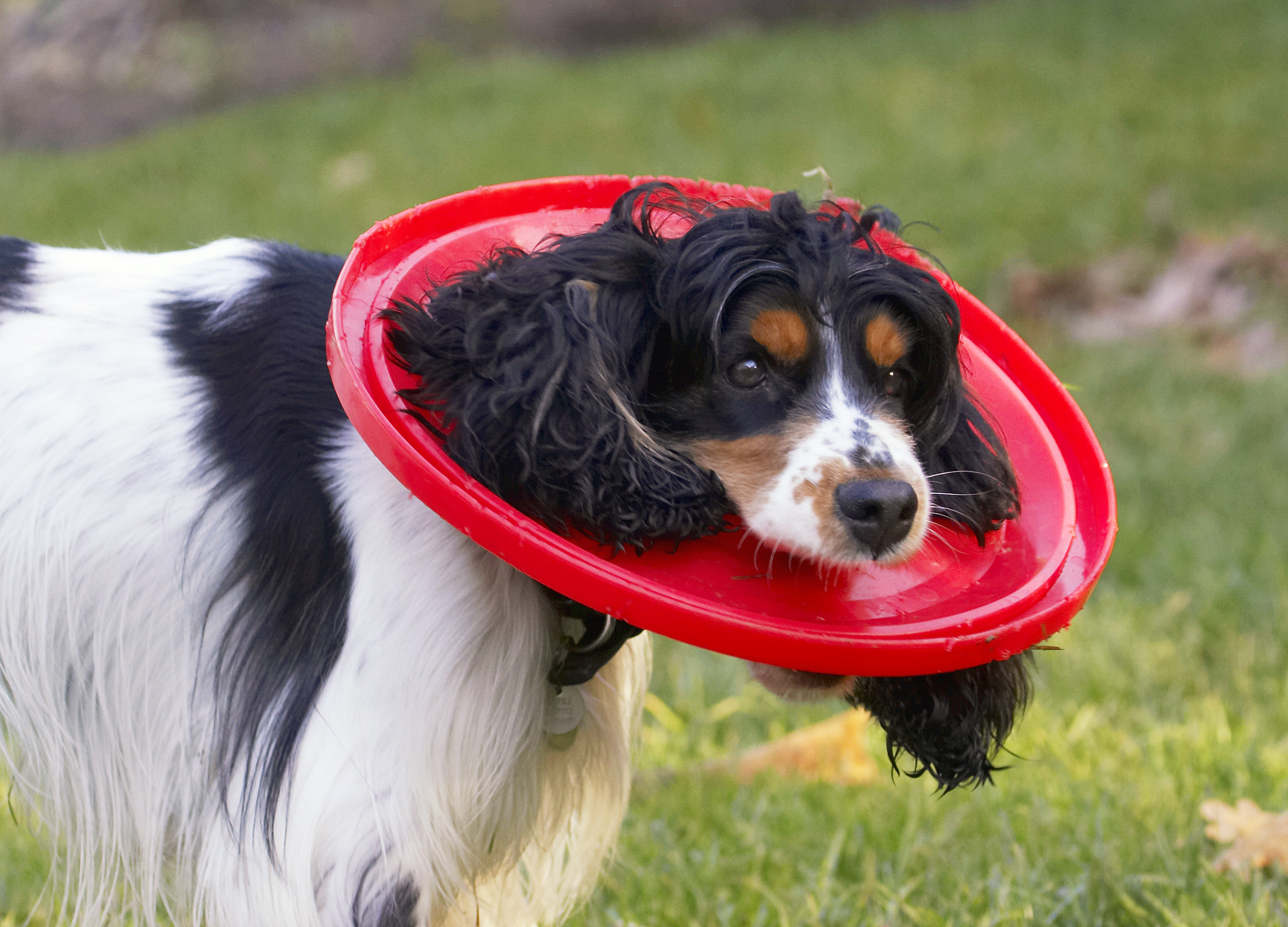 Very fetching doncha think!!