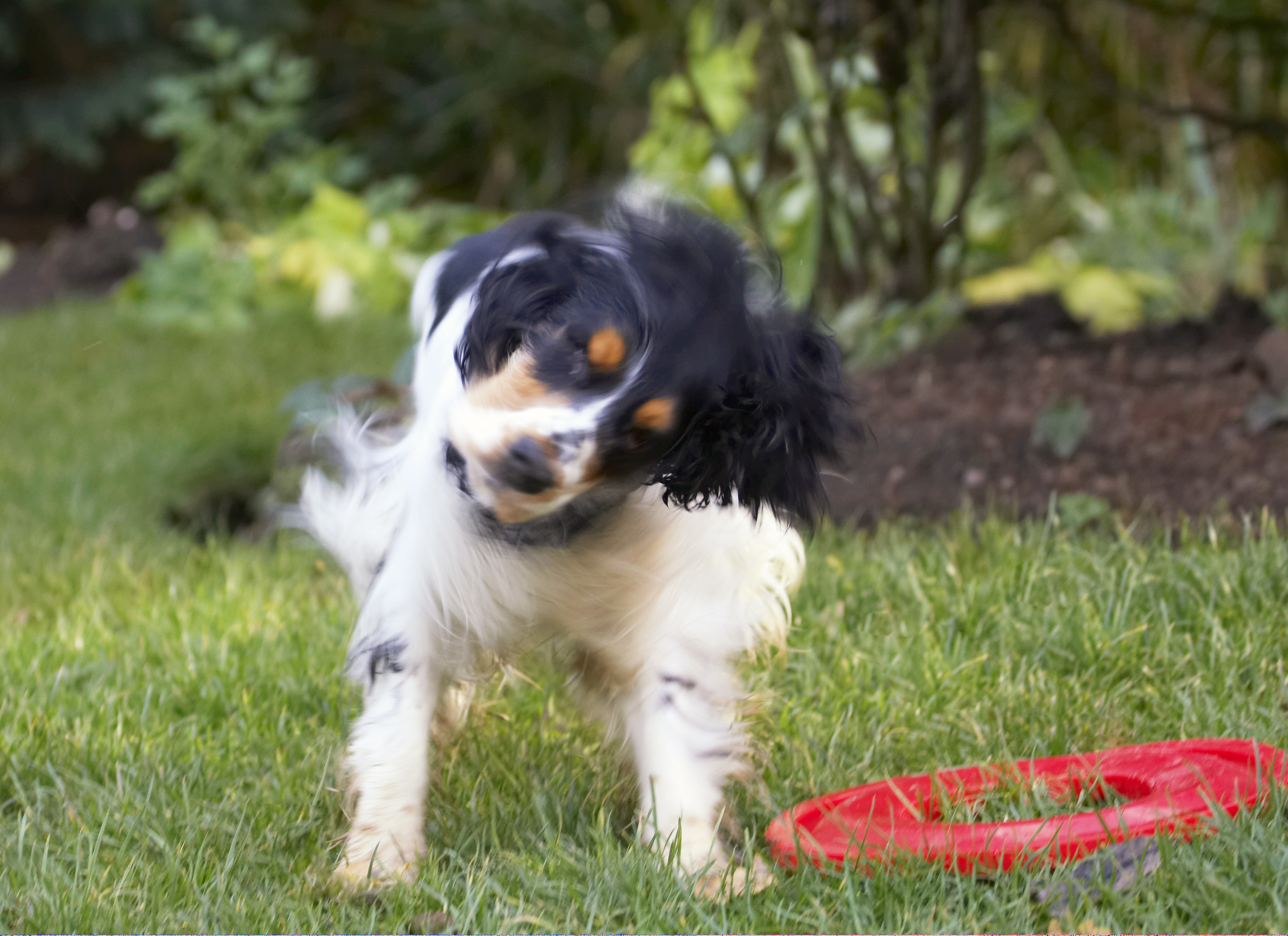 Cocker Spaniel, Dog, Dogs, Frisbee, Play, Playing, Playtime, Spaniels, Ziggy