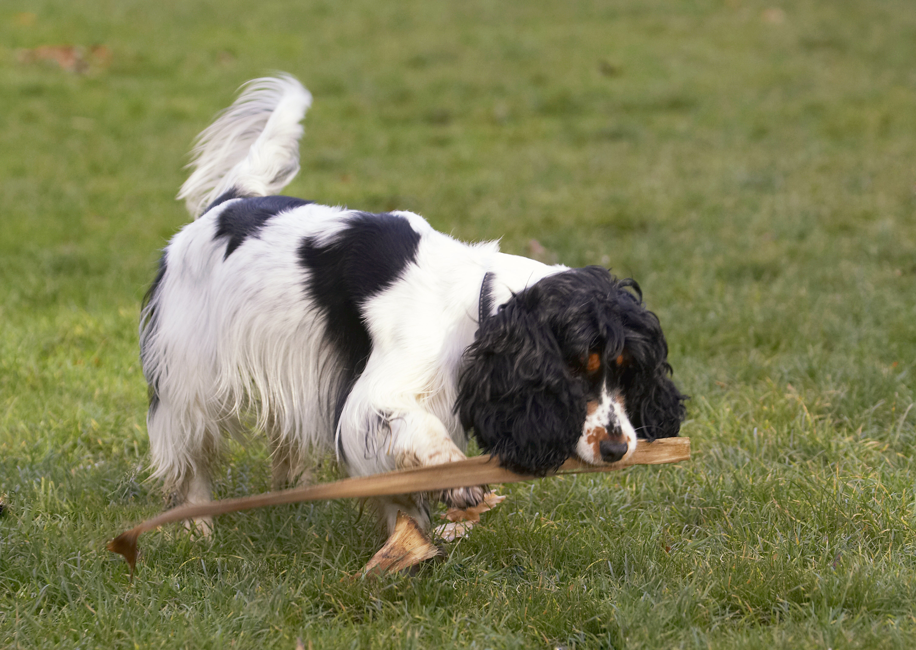 This is safer than the frisbee I think