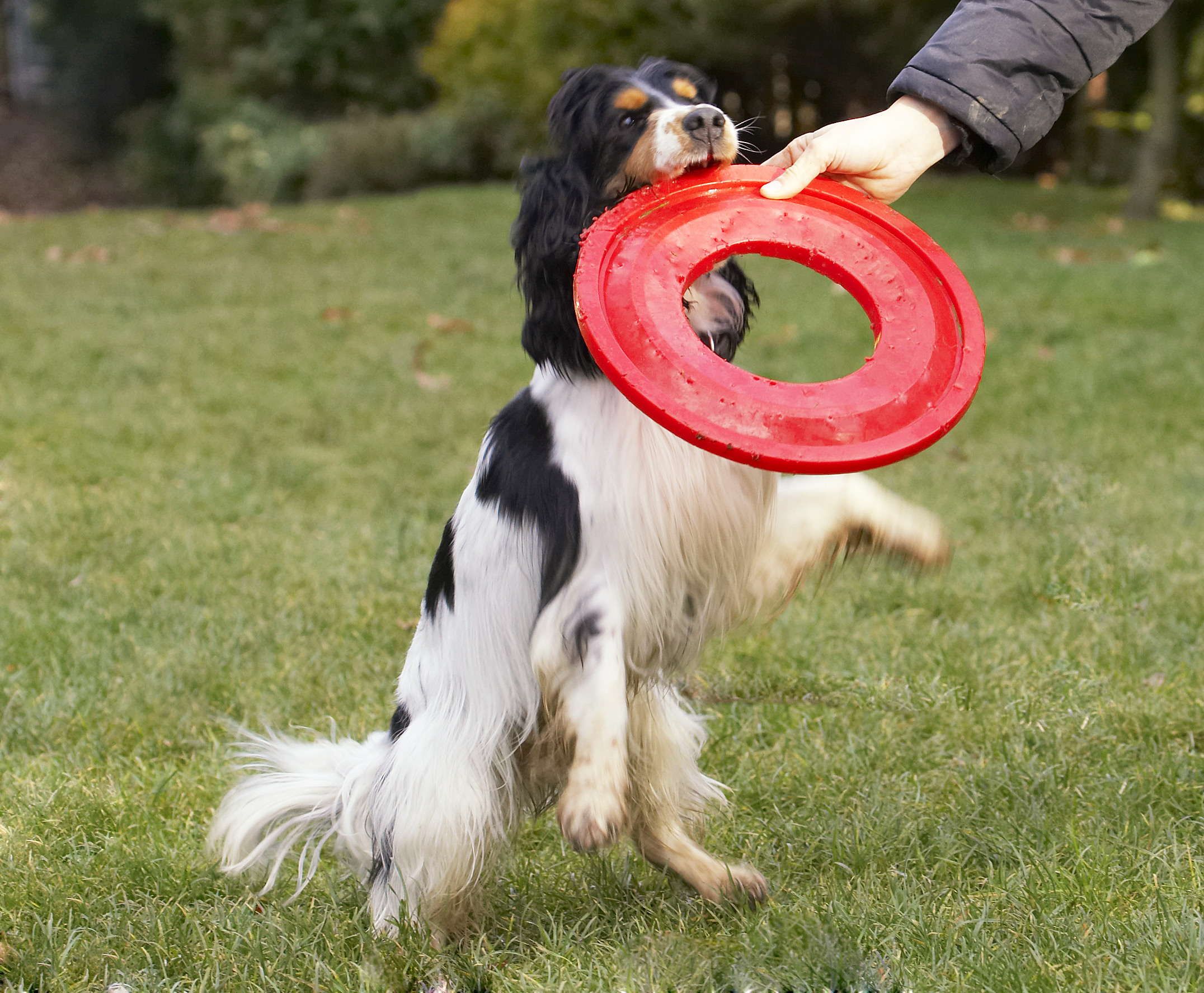 Cocker Spaniel, Dog, Dogs, Frisbee, Play, Playing, Playtime, Spaniels, Ziggy