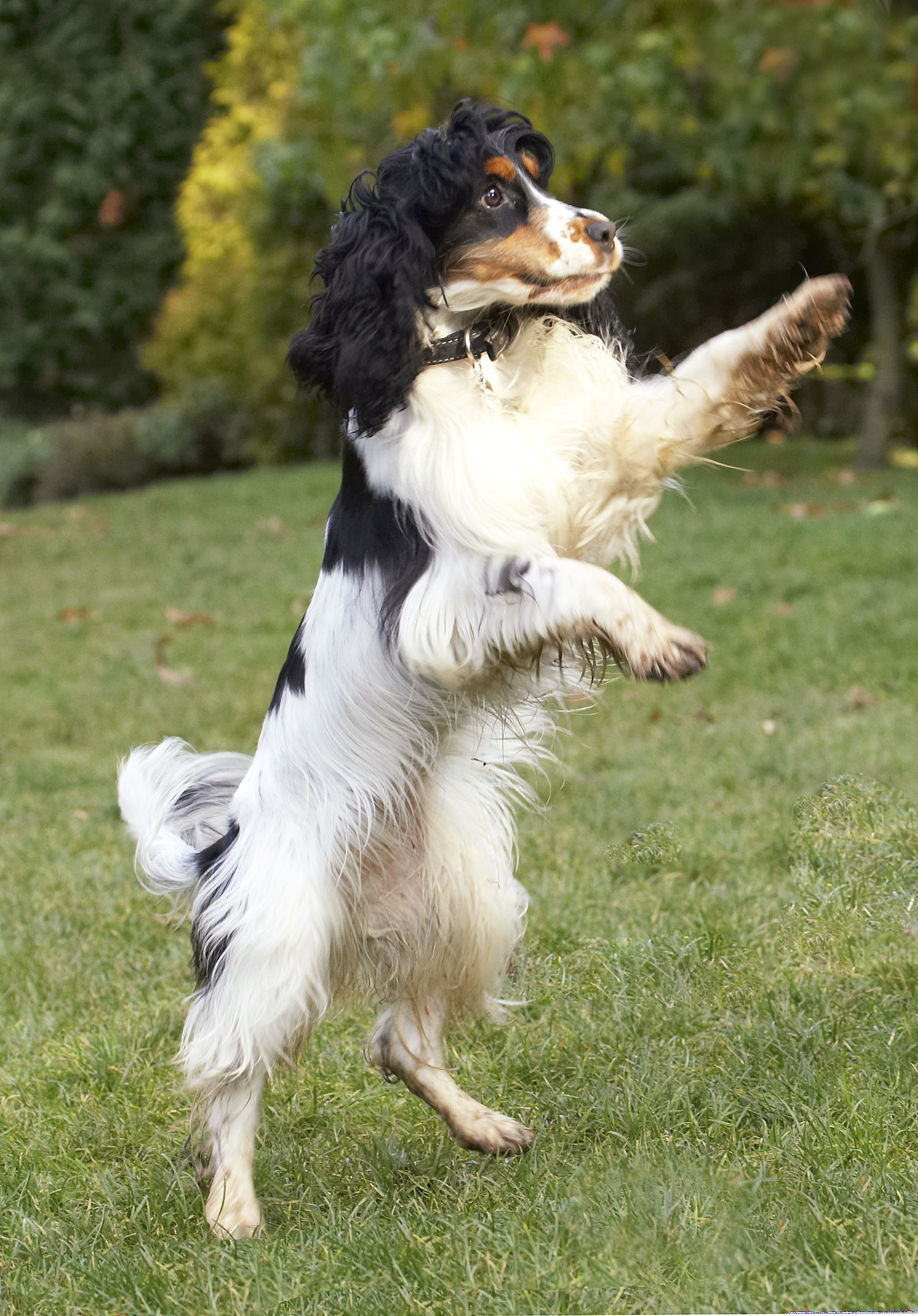 Cocker Spaniel, Dog, Dogs, Play, Playing, Playtime, Spaniels, Ziggy