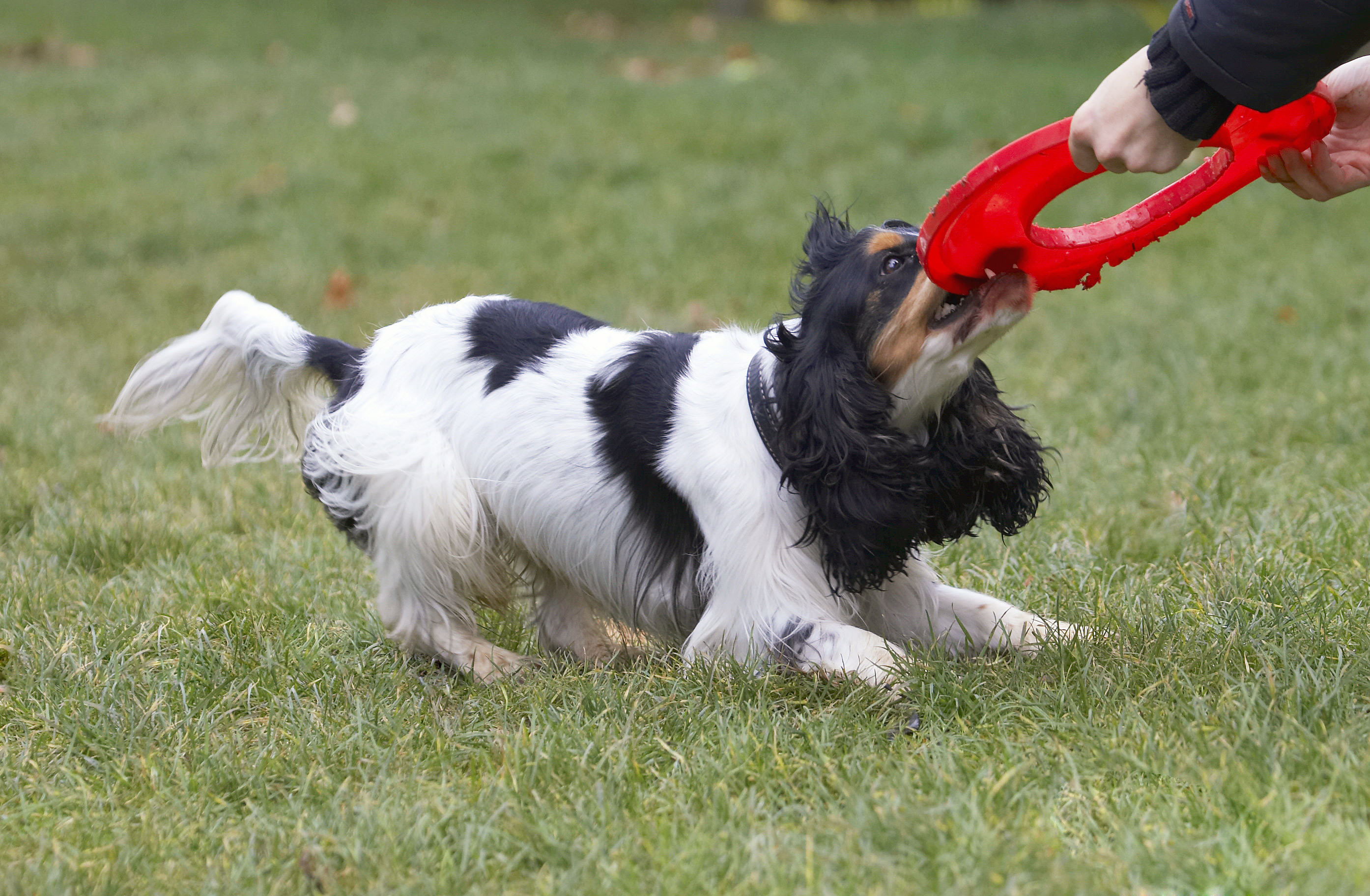 Cocker Spaniel, Dog, Dogs, Frisbee, Play, Playing, Playtime, Spaniels, Tug-o-war, Ziggy
