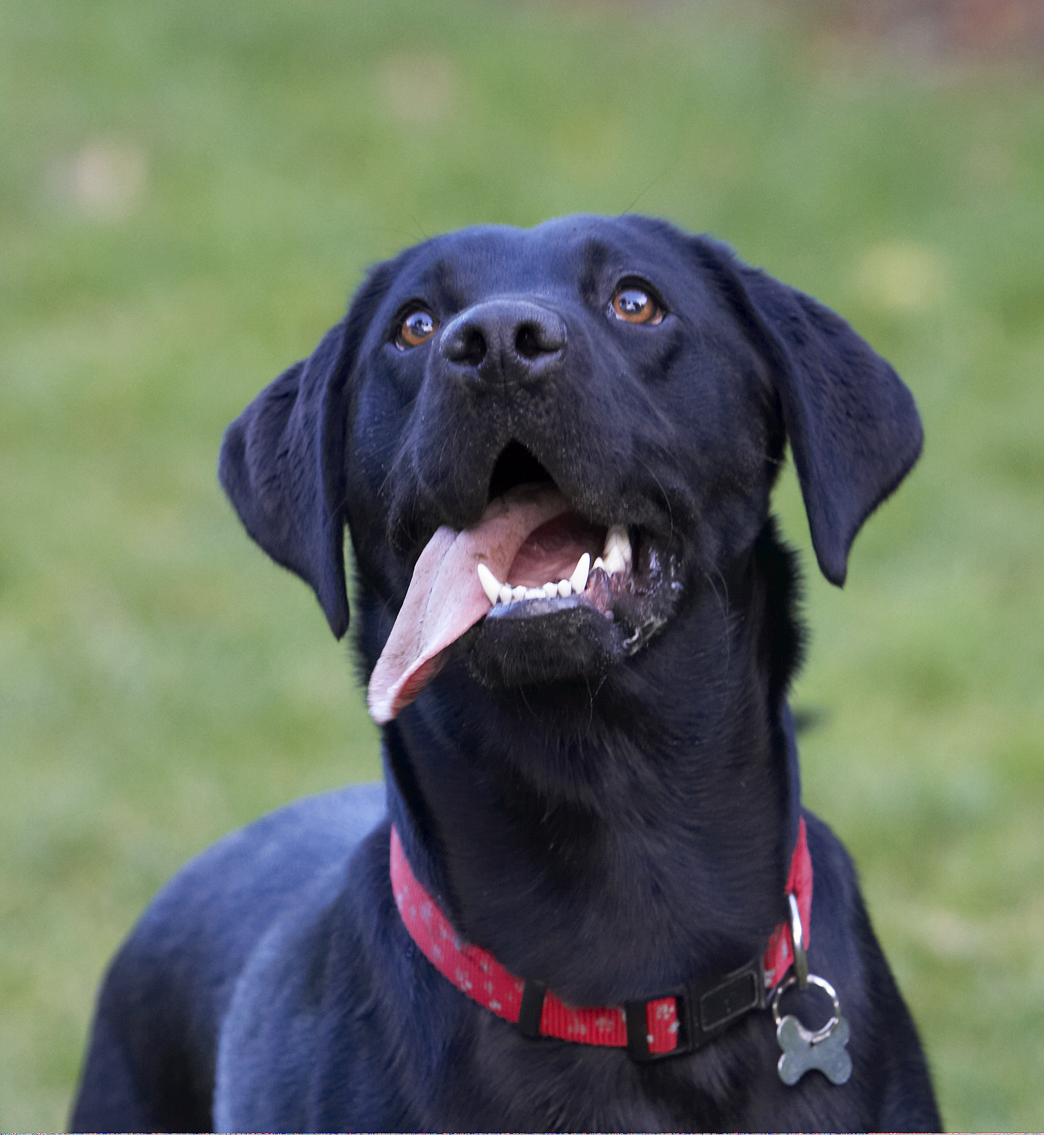 Dog, Dogs, Head, Labrador, Play, Playing, Playtime, Thelma, Tongue