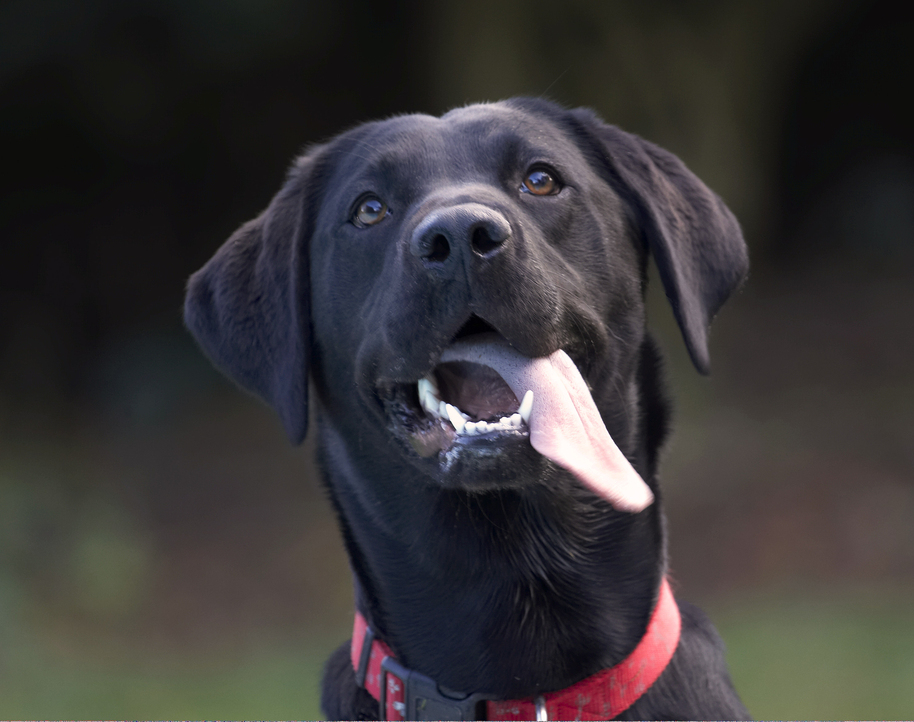 Dog, Dogs, Head, Labrador, Play, Playing, Playtime, Thelma, Tongue