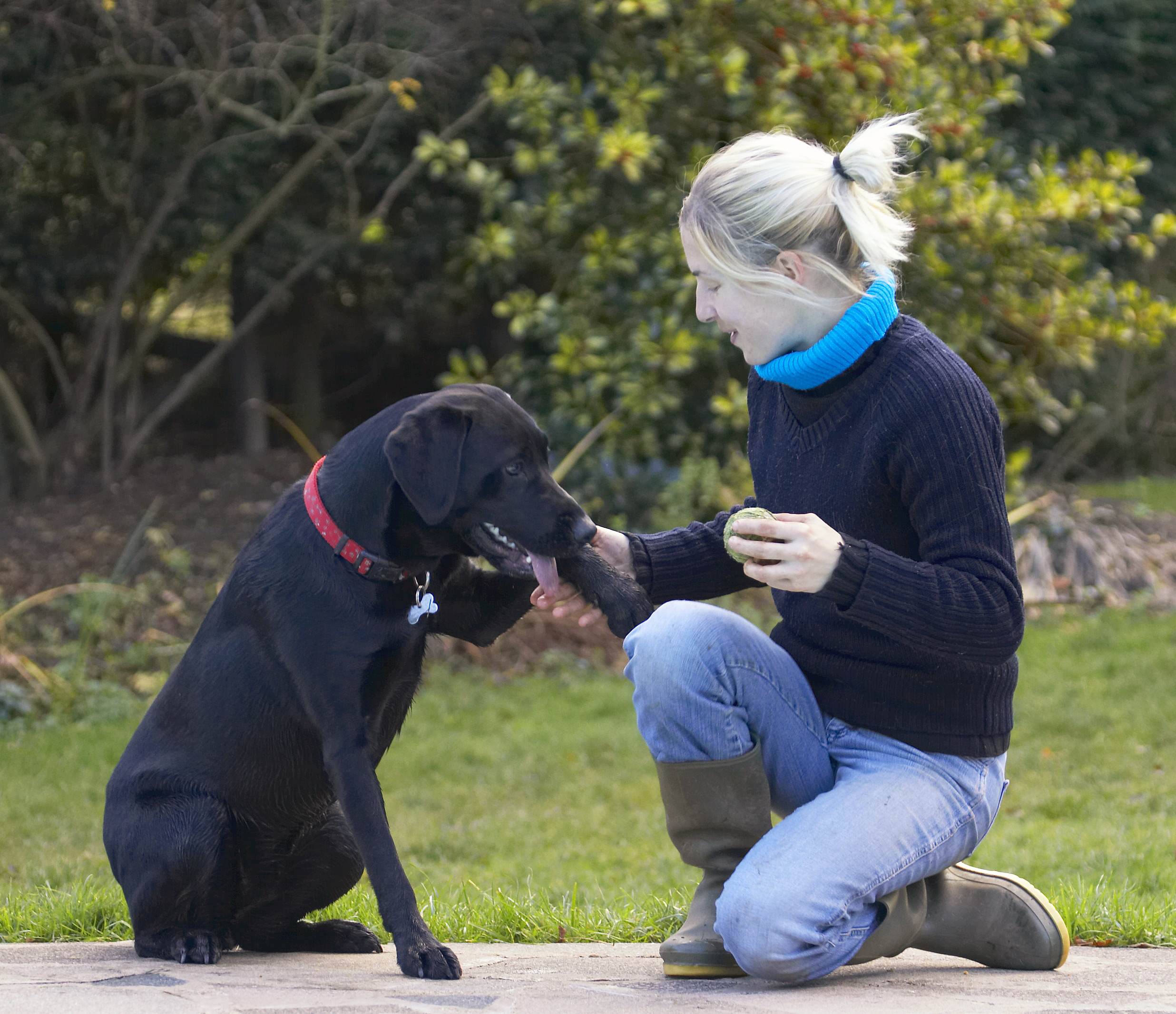 Blonde, Dog, Dogs, Girl, Handler, Hanka, Labrador, Paw, Shake, Shaking, Smile, Thelma, Woman