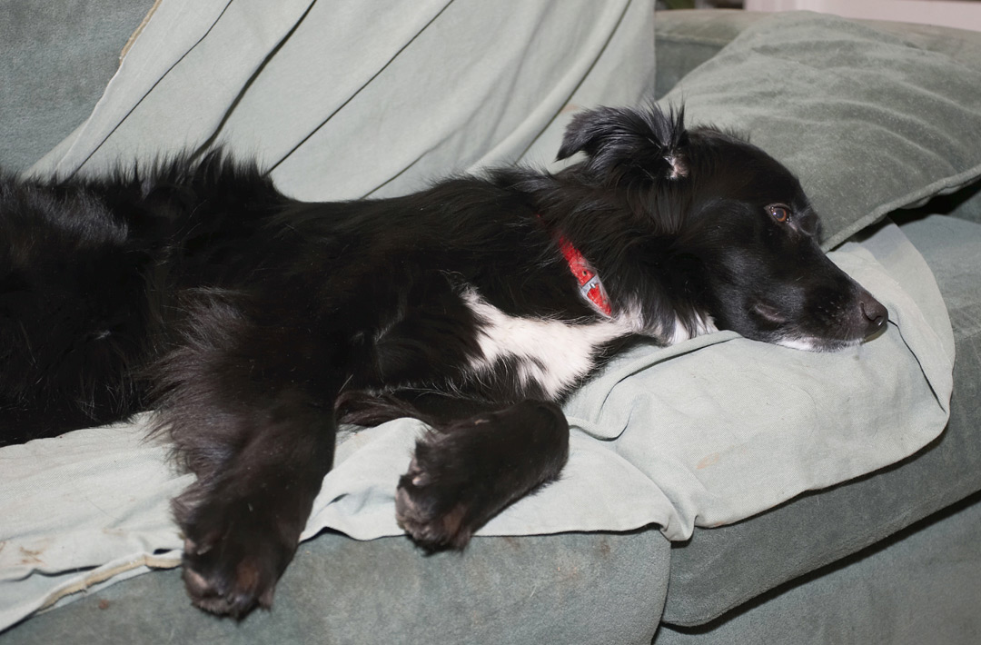 Barney, Border Collie, Collies, Dog, Dogs, Rest, Resting, Sleep, Sleeping
