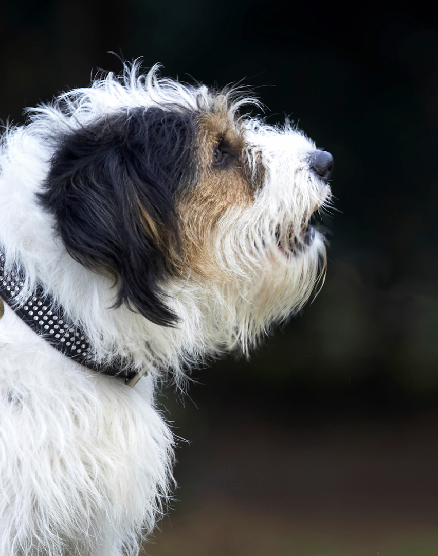 Dog, Dogs, Head, Muki, Parson Russell Terrier, Profile, Terriers
