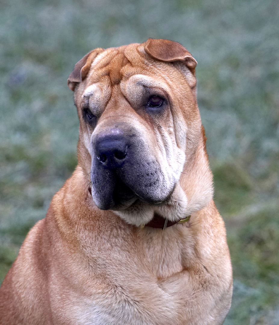 Daisy, Dog, Dogs, Head, Play, Playing, Playtime, Portrait, Pose, Posing, Shar-pei