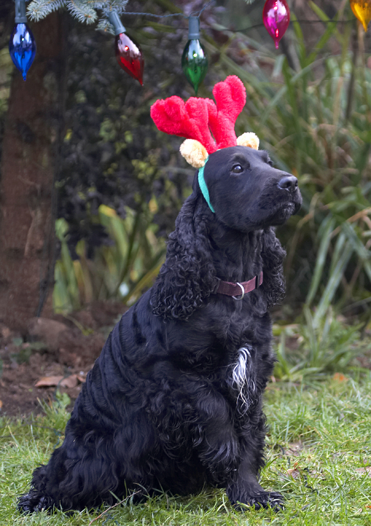 Antlers, Christmas, Cocker, Dog, Dogs, Lights, Play, Playing, Playtime, Reindeer, Sit, Sitting, Spaniel, Spaniels, Woody