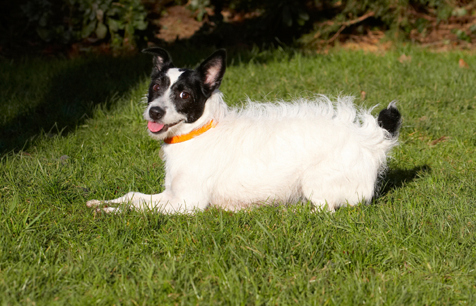 Dog, Dogs, Jack Russell Terrier, Play, Playing, Playtime, Ringo, Terriers, Tongue