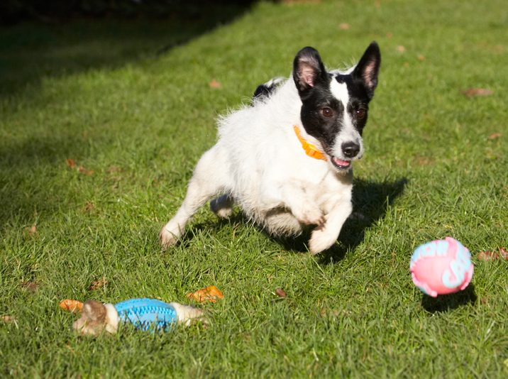 Ball, Dog, Dogs, Jack Russell Terrier, Play, Playing, Playtime, Ringo, Run, Running, Terriers