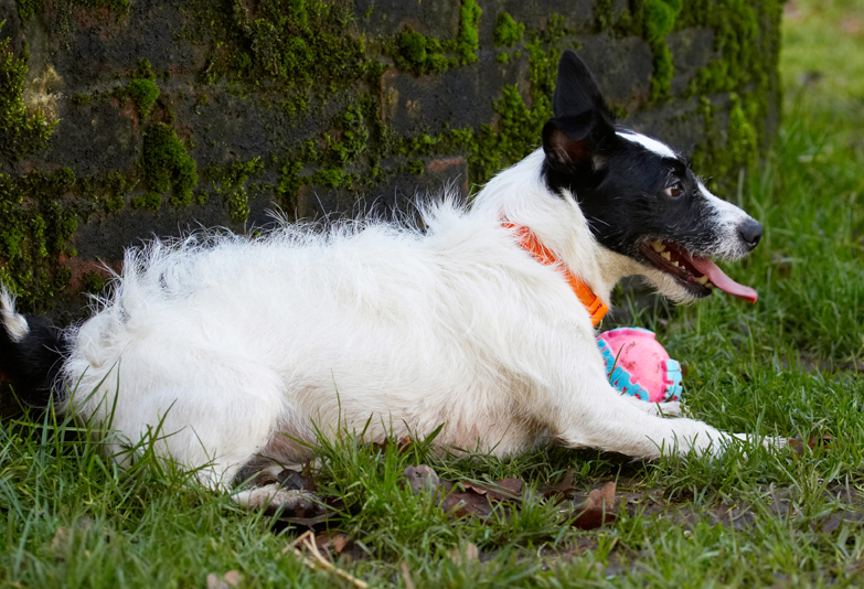 Ball, Dog, Dogs, Jack Russell Terrier, Lying, Play, Playing, Playtime, Rest, Resting, Ringo, Terriers, Tongue