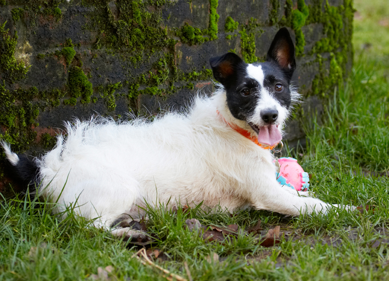 Ball, Dog, Dogs, Jack Russell Terrier, Lying, Play, Playing, Playtime, Rest, Resting, Ringo, Terriers, Tongue